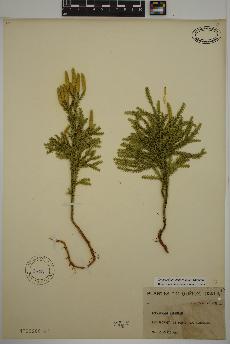 spécimen de Dendrolycopodium dendroideum