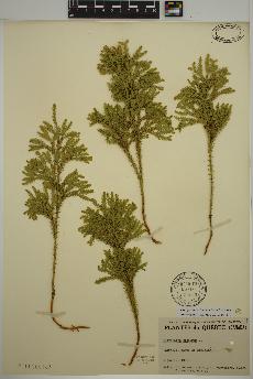 spécimen de Dendrolycopodium dendroideum