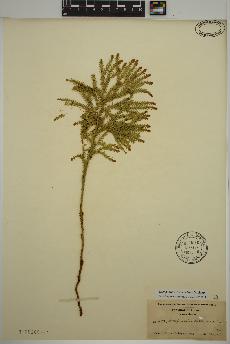 spécimen de Dendrolycopodium dendroideum