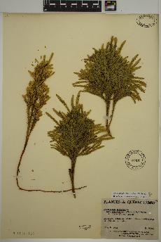 spécimen de Dendrolycopodium dendroideum