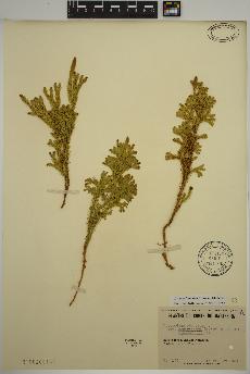 spécimen de Dendrolycopodium dendroideum