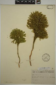 spécimen de Dendrolycopodium dendroideum