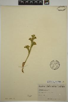 spécimen de Dendrolycopodium dendroideum