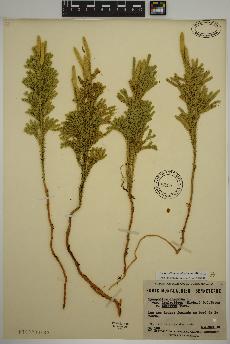 spécimen de Dendrolycopodium dendroideum