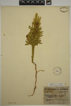 spécimen de Dendrolycopodium dendroideum