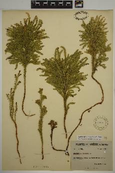 spécimen de Dendrolycopodium dendroideum