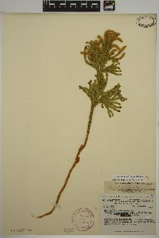 spécimen de Dendrolycopodium dendroideum