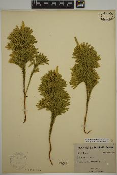 spécimen de Dendrolycopodium dendroideum