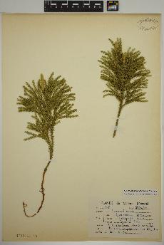 spécimen de Dendrolycopodium dendroideum