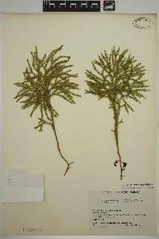 spécimen de Dendrolycopodium dendroideum