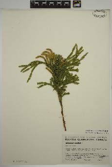 spécimen de Dendrolycopodium dendroideum