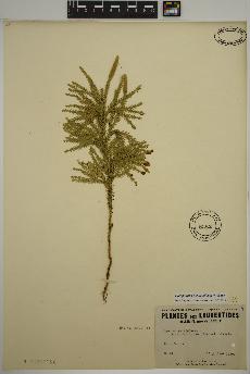 spécimen de Dendrolycopodium dendroideum