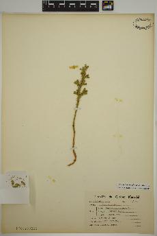 spécimen de Dendrolycopodium dendroideum