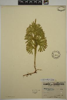 spécimen de Dendrolycopodium dendroideum