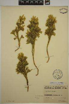 spécimen de Dendrolycopodium dendroideum