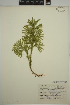 spécimen de Dendrolycopodium dendroideum