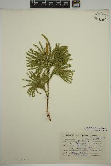 spécimen de Dendrolycopodium dendroideum