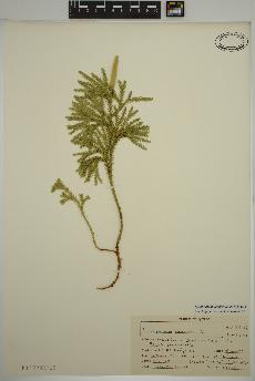 spécimen de Dendrolycopodium dendroideum