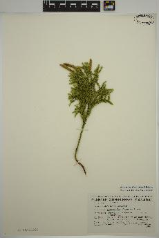 spécimen de Dendrolycopodium dendroideum