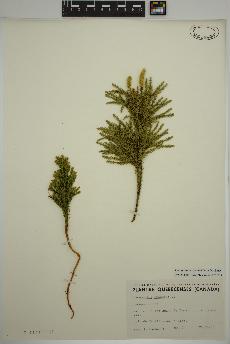 spécimen de Dendrolycopodium dendroideum