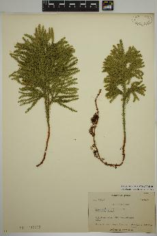 spécimen de Dendrolycopodium dendroideum