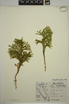 spécimen de Dendrolycopodium dendroideum