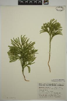 spécimen de Dendrolycopodium dendroideum