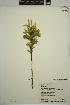 spécimen de Dendrolycopodium dendroideum