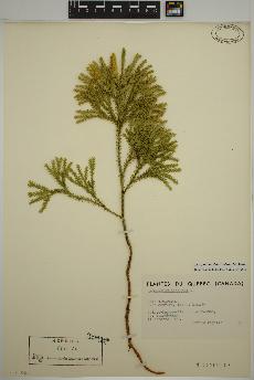 spécimen de Dendrolycopodium dendroideum