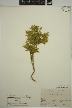 spécimen de Dendrolycopodium dendroideum