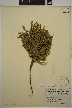 spécimen de Dendrolycopodium dendroideum