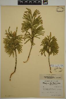 spécimen de Dendrolycopodium dendroideum