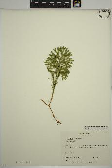 spécimen de Dendrolycopodium dendroideum