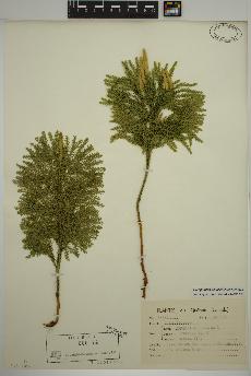 spécimen de Dendrolycopodium dendroideum