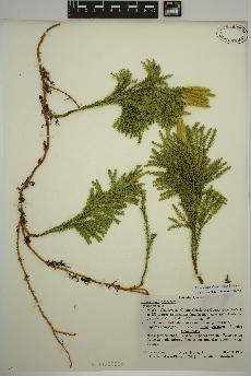 spécimen de Dendrolycopodium dendroideum