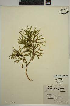 spécimen de Dendrolycopodium dendroideum