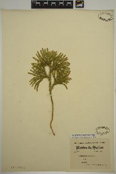 spécimen de Dendrolycopodium dendroideum