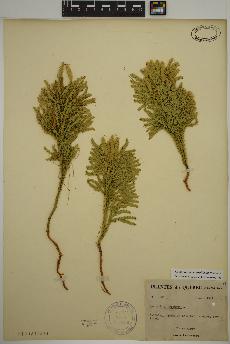 spécimen de Dendrolycopodium dendroideum