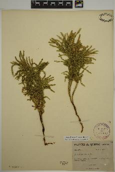 spécimen de Dendrolycopodium dendroideum