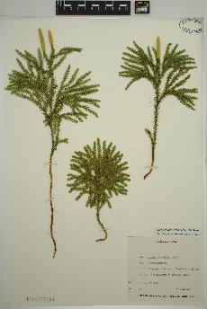 spécimen de Dendrolycopodium dendroideum