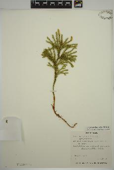 spécimen de Dendrolycopodium dendroideum