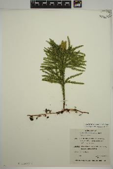 spécimen de Dendrolycopodium dendroideum