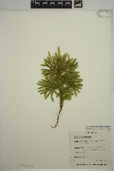 spécimen de Dendrolycopodium dendroideum