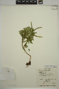 spécimen de Dendrolycopodium dendroideum