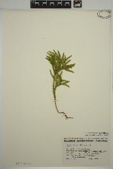 spécimen de Dendrolycopodium dendroideum