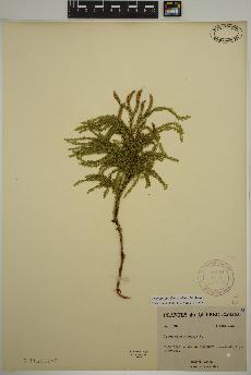 spécimen de Dendrolycopodium dendroideum