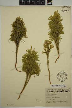 spécimen de Dendrolycopodium dendroideum