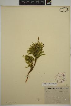 spécimen de Dendrolycopodium dendroideum