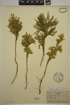 spécimen de Dendrolycopodium dendroideum