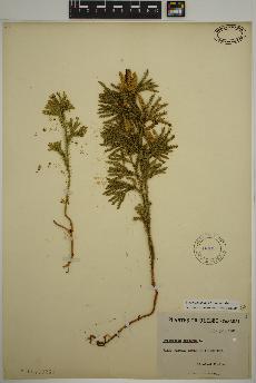 spécimen de Dendrolycopodium dendroideum